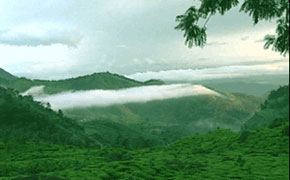 Kerala Honeymoon Tour